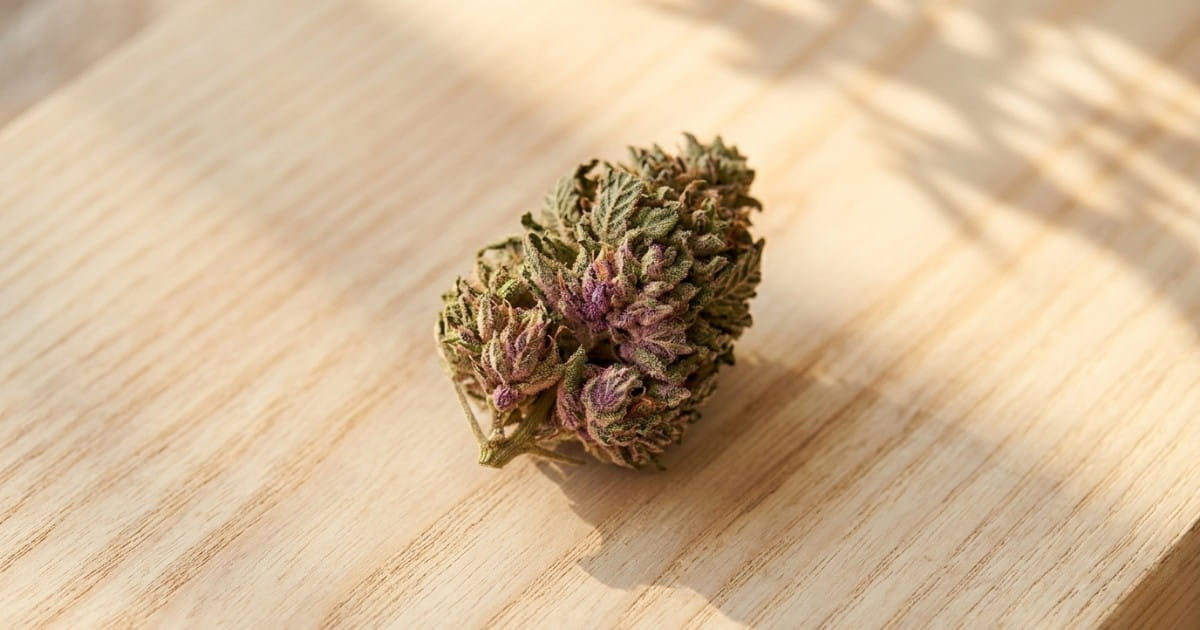 Fleur de CBD posée sur bois clair, lumière naturelle traversée d'ombres de feuillage — guide pour bien choisir sa première fleur de chanvre